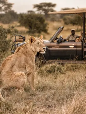 Safari