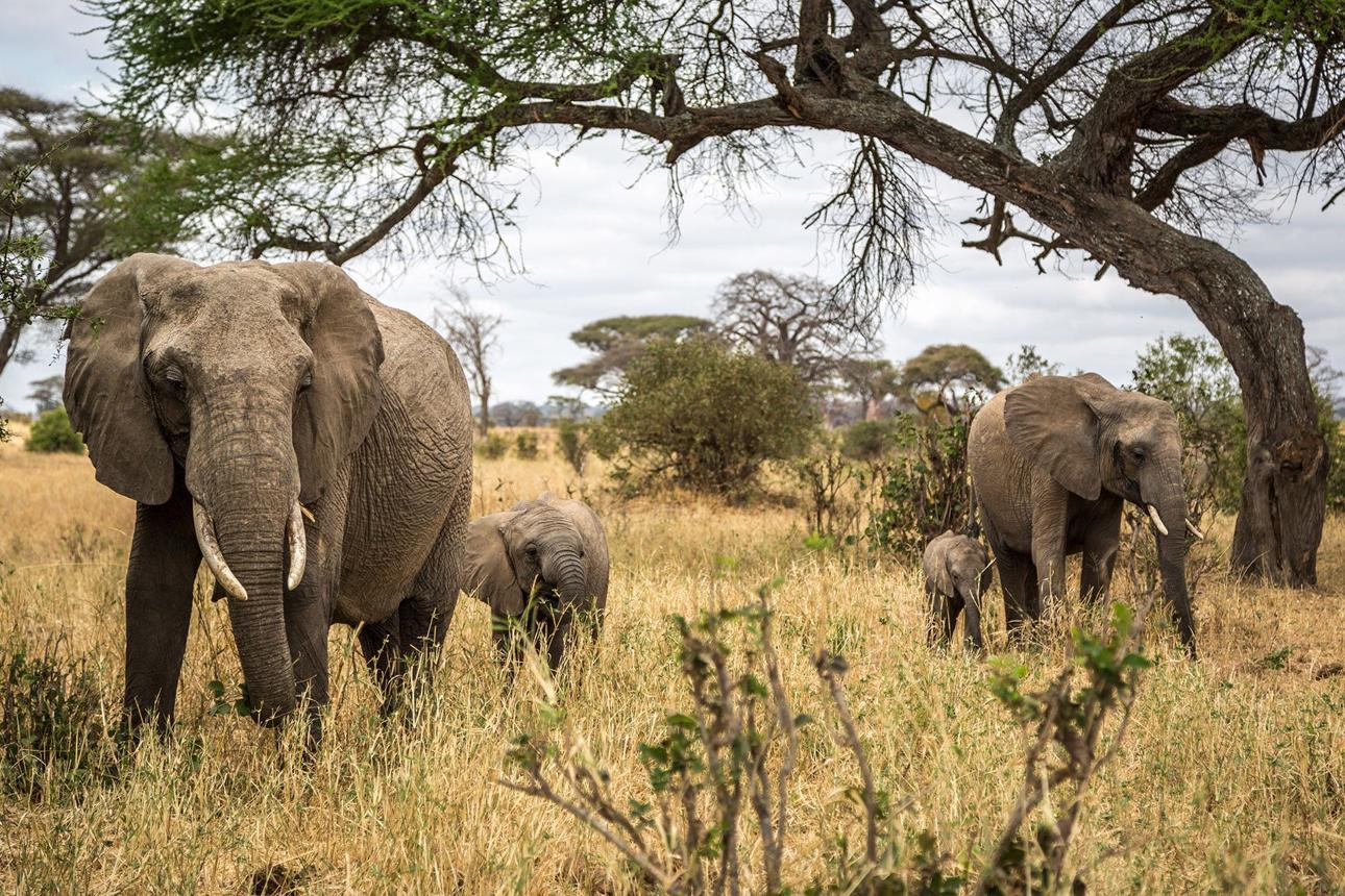 Tarangire National Park
