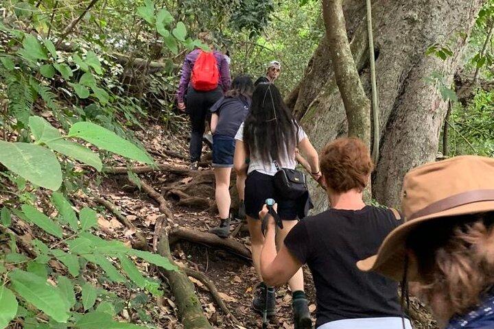 Kilimanjaro Day Hike